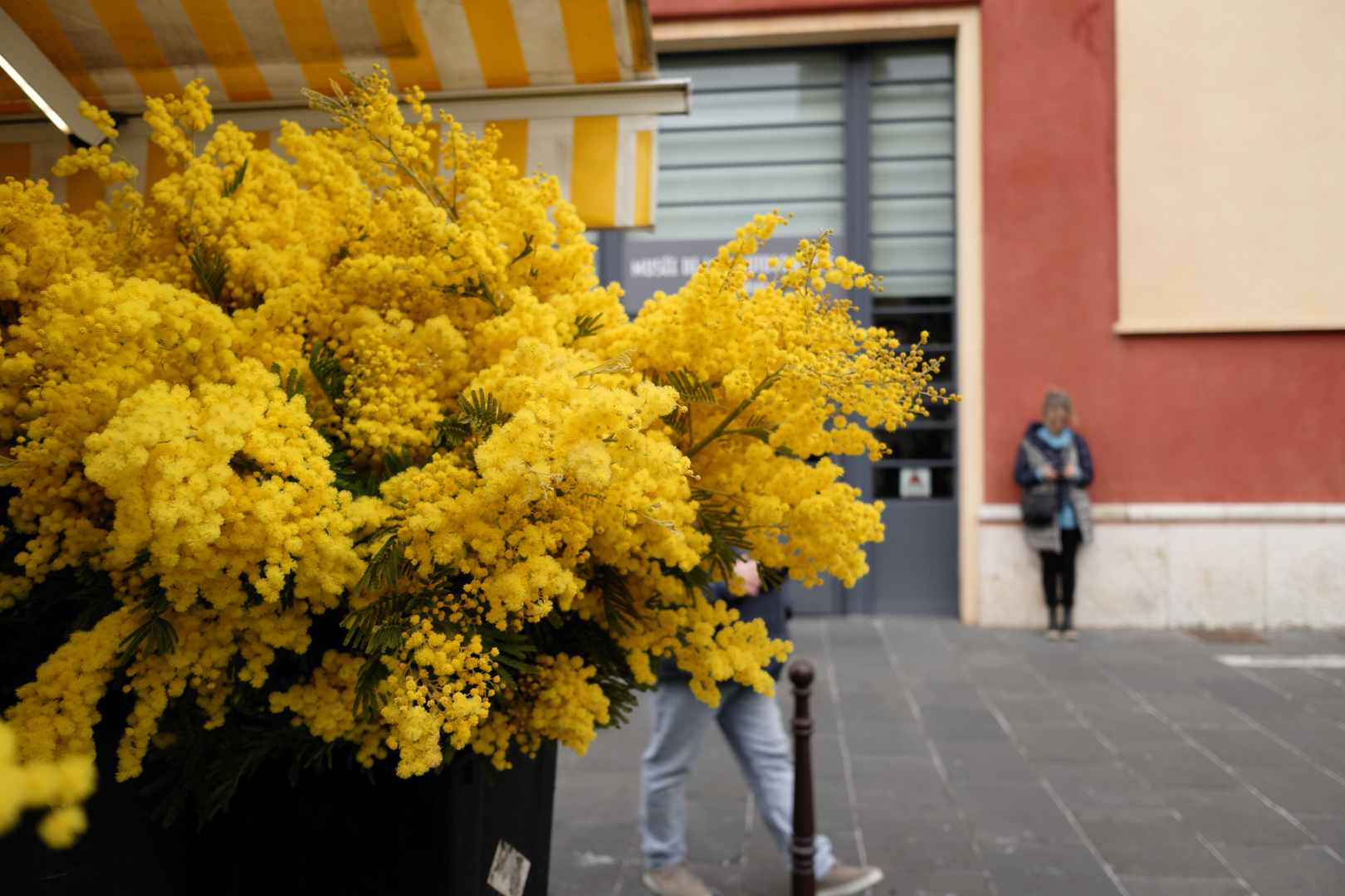 Yellow mimosa flowers on a city street
